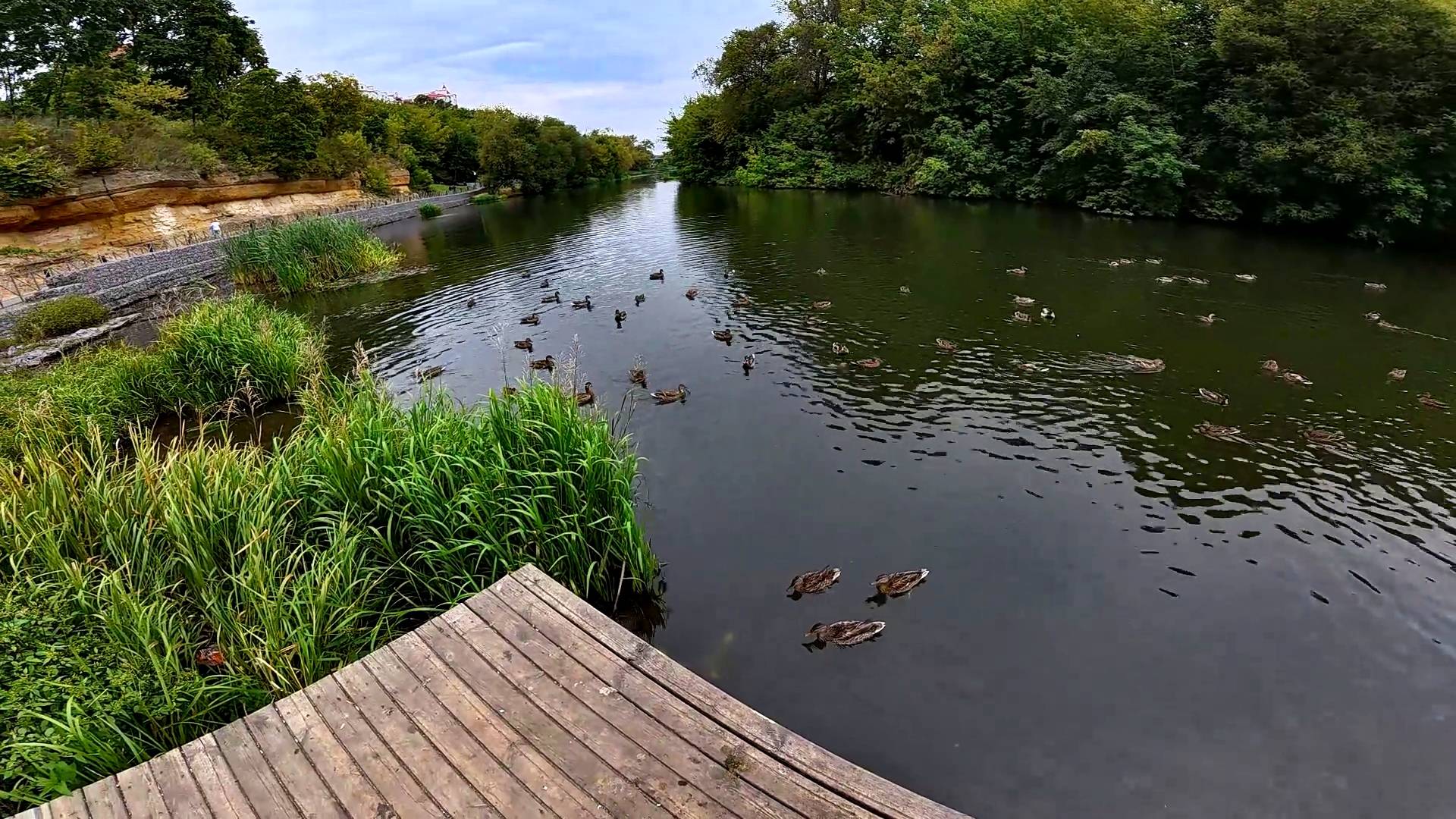 Орёл. Дворянское гнездо. Газонокосильщики и уточки.