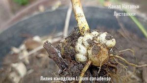 Дача 05.09.2025. Посадка папоротников и лилии канадской. Первые безвременники