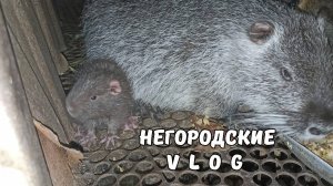 Осенние МАЛЫШИ-НУТРЯТА. 01.09.25