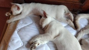 Кошки и котята, милота