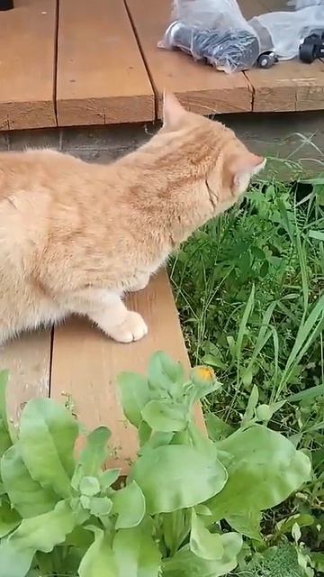 Землеройка и кот #shorts_video #nature