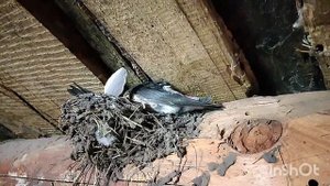 Поздний выводок