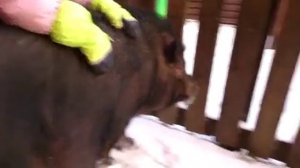 Катание на хряке / видео приколы 2025 смотреть онлайн / приколы видео самые смешные /