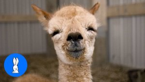 Пушистые детёныши альпак — самая милая подборка