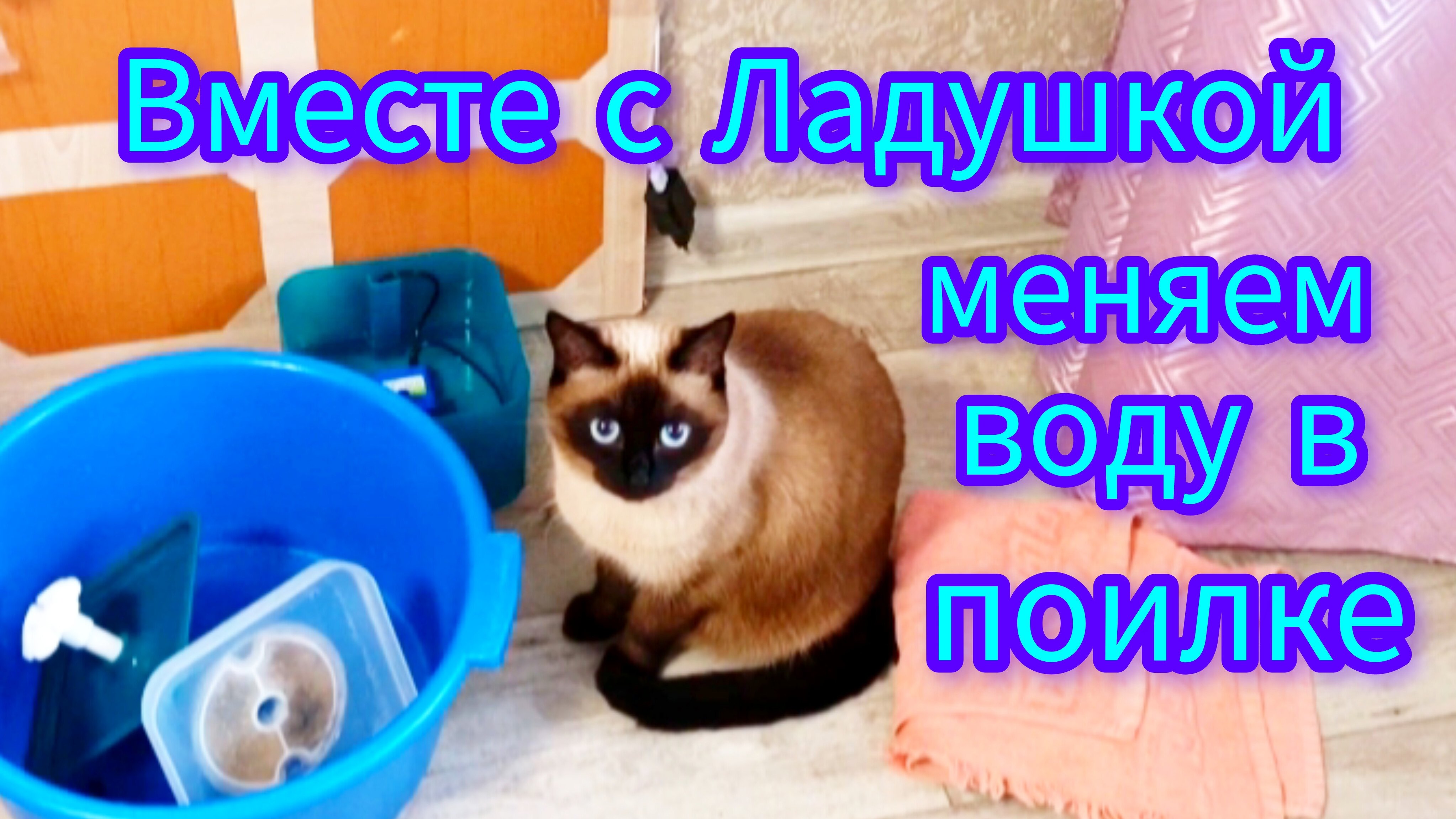 Кошка🐱Ладушка😂и⛲фонтанчик #Смешныекоты #котики #cat's