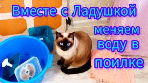 Кошка🐱Ладушка😂и⛲фонтанчик #Смешныекоты #котики #cat's