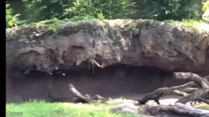 Смешные животные 😺