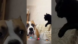 Без кота 🐱- жизнь не та