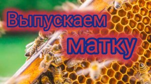 Выпускаем матку