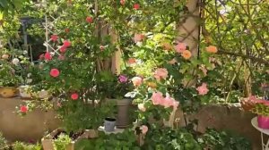 Прованс 🌻🌻🌸