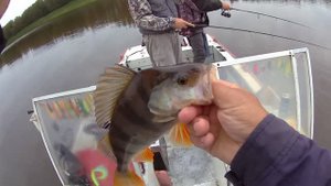 Рыбалка когда рулит силикон.