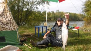 Крупный сиг на Белой.