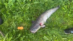 12,7 кг сом с основного водоема