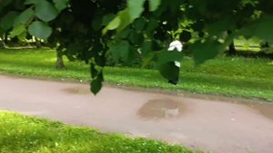 Петергоф  платное посещение