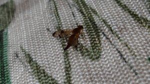 2025.08.28. Норильская лесотундра. Насекомое - пестрокрылка овсяная. Читайте описание.