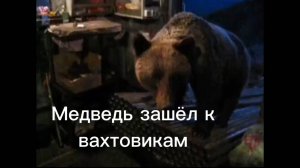 Медведь зашёл к вахтовикам.