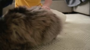 релакс с котом