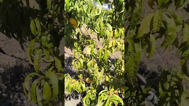 386 Вот и персики созрели