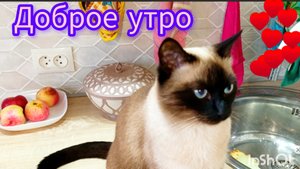 Доброе🐱утро💕06-09-2025