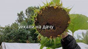 ДАЧНЫЙ ВЛОГ //ЧТО ВЫРОСЛО НА ГРЯДКЕ? ПЕРВЫЙ УРОЖАЙ 🥒МНОГО ВСЕГО ИНТЕРЕСНОГО))