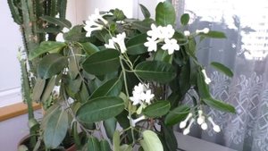 🐝🐝🐝🌼🌼🌼