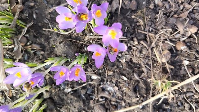 Пчёлы на первоцветах ранней весной