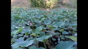 Лотосы поймы в авгусе