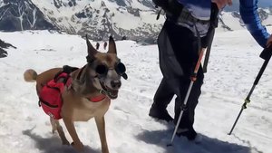 Бездомный пес-альпинист покорил Эльбрус