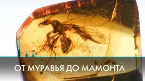 Находка для науки. Что рассказали учёным древний муравей Эридана и мамонт Тадибе?