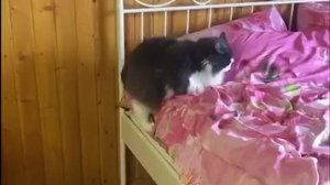 Когда тебя перекормили / видео приколы 2025 смотреть онлайн / приколы видео самые смешные /