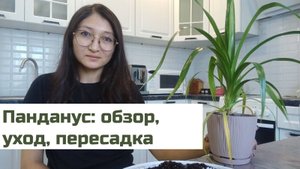 Панданус: обзор, уход, пересадка