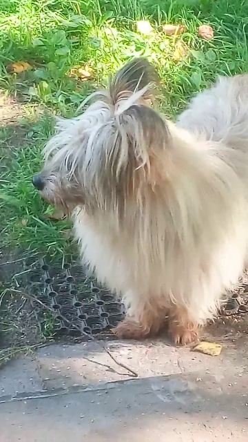 Гостья  #shorts_video