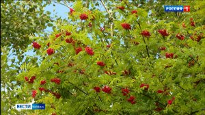 Прогноз погоды в Коми на следующую неделю