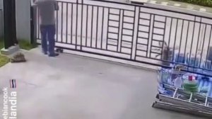 Черепаха ищет путь наружу