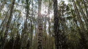 Осень в берёзовой роще.