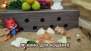 Видео для кошек про крысок развлекать питомцев 🐭🐀😂 (307)