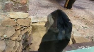 Лененградсаий зоопарк! Смешные обезьянки)🤣🦧🦧