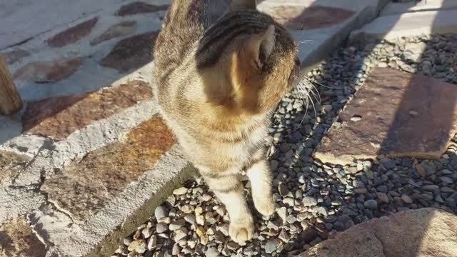 Элвин, ты всегда с нами...