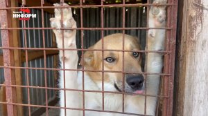 Будет работать временный приют