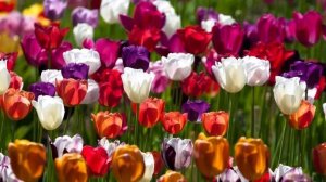 Прости Земля