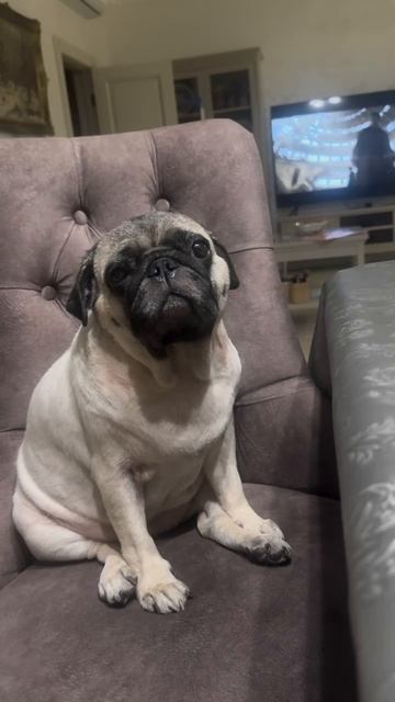 Мопс Милка смотреть онлайн