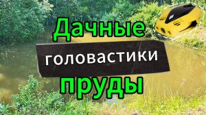 Что и кто может встретиться в прудах садоводства