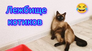 Смешная🐱кошка😂Ладушка #котики #милая кошечка