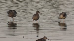 Кулики Щеголь в Ушерско, Новгородская область, наблюдение птиц, 6 сентября 2025
