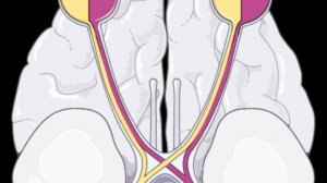Патология зрительного анализатора при поражении на разных уровнях (неврология) + ход пути