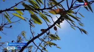 В Крыму приступили к уборке миндаля