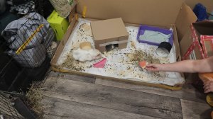 Арбуз 🍉 не впечатлил морских свинок Улли и Пулли 😠