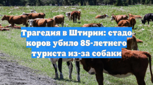 Трагедия в Штирии: стадо коров убило 85-летнего туриста из-за собаки