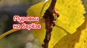 Муравьи на берёзе.