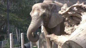 Слоны в зоопарке Сан-Диего (в HD)